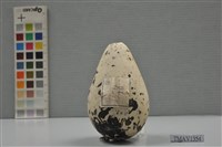 藏品(普通海鴉鳥卵)的圖片